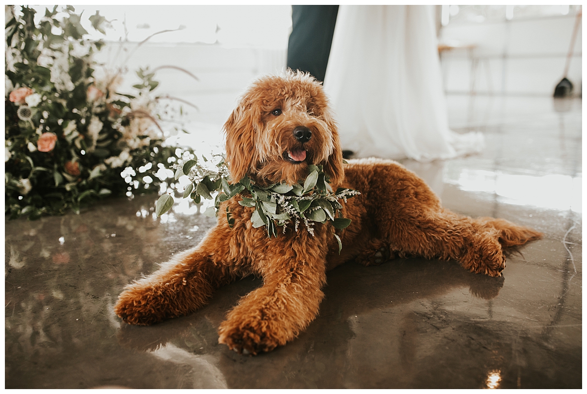 Dogs at Weddings at the Delaware in Independence, Missouri